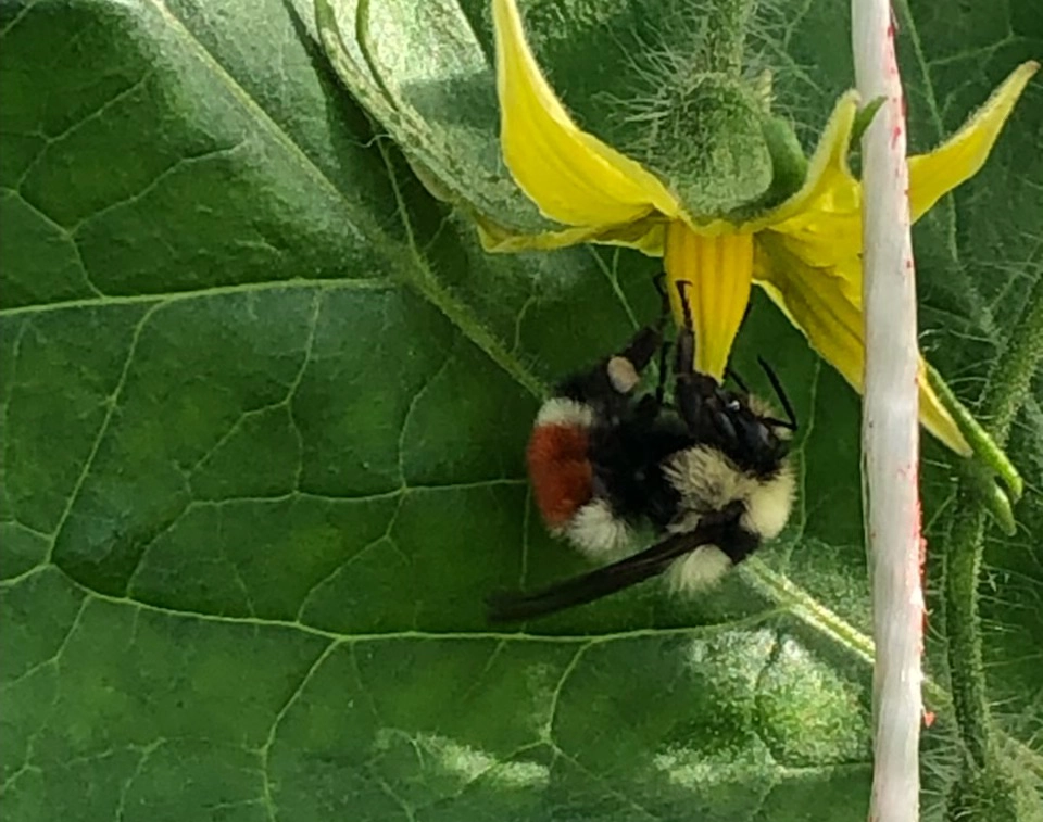 Bombus huntii
